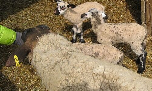 Defaid ac ŵyn mewn corlan. Sheep and lambs in pen