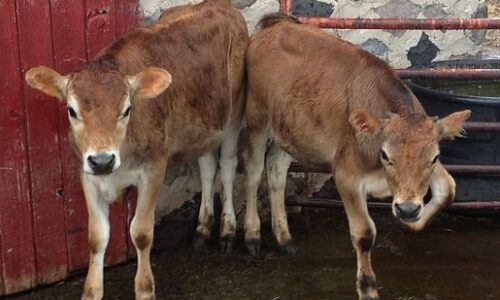 Two calves