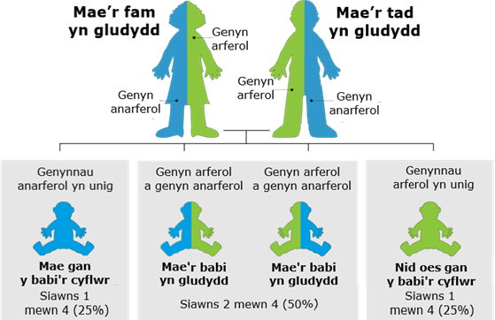 Diagram sy’n dangos y risg o etifeddu pan fo’r ddau riant yn gludwyr beta thalassemia. Mae’r rhes uchaf yn dangos dau oedolyn, pob un yn hanner glas a hanner gwyrdd, yn cynrychioli cludwyr gydag un genyn arferol ac un genyn anarferol. Isod mae pedwar canlyniad posibl ar gyfer babi. Mae’r babi cyntaf yn hollol las wedi’i labelu: "Mae gan y babi’r cyflwr – genynnau anarferol yn unig, siawns o 1 o bob 4 (25%)." Mae’r ddau fabi canol yn hanner glas a hanner gwyrdd wedi’u labelu: "Mae’r babi yn gludwr – genyn arferol a genyn anarferol, siawns o 2 o bob 4 (50%). Mae’r babi olaf yn hollol wyrdd wedi’i labelu: "Nid oes gan y babi’r cyflwr – genynnau arferol yn unig, siawns o 1 o bob 4 (25%)."