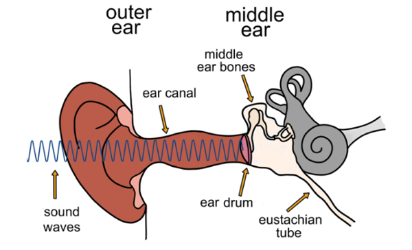 Diagram of the human ear showing the outer ear, ear canal, eardrum, middle ear bones and Eustachian tube, with sound waves entering the ear.