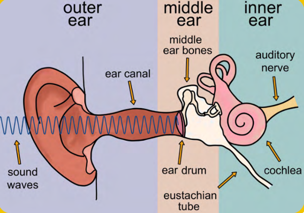 Diagram wedi'i labelu o'r glust ddynol yn dangos y glust allanol, y glust ganol a'r glust fewnol, gan gynnwys tonnau sain, camlas y glust, drym y glust, esgyrn y glust ganol, y cochlea, y tiwb Eustachaidd a'r nerf clywedol.